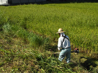 除草作業