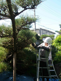 植木のお手入れ